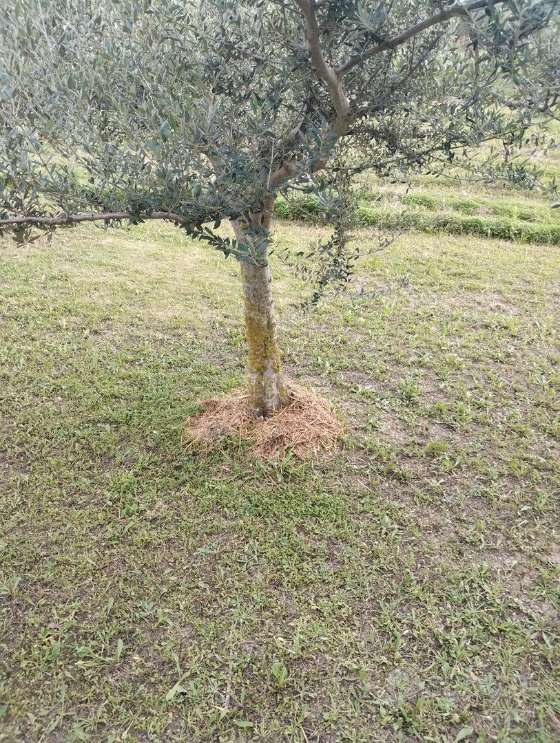 A f f i t t a s i TERRENO per attività di parco av - Vista 3