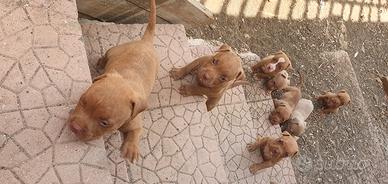 Red Nuse - cuccioli