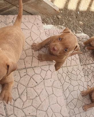 Red Nuse - cuccioli