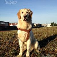 Golden Retriever accoppiamento