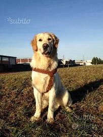 Golden Retriever accoppiamento