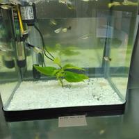 Pesci rossi oranda e tropicali