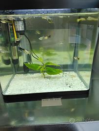 Pesci rossi oranda e tropicali