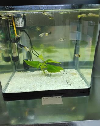 Pesci rossi oranda e tropicali