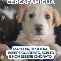 Cucciolo taglia media