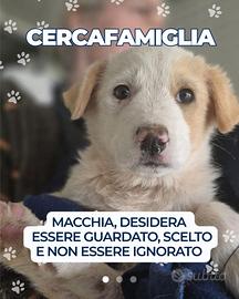 Cucciolo taglia media