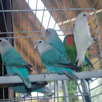 Inseparabili Roseicollis femmina