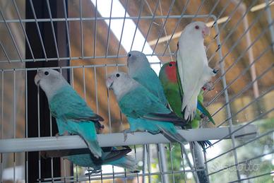 Inseparabili Roseicollis femmina