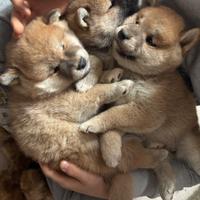 Cuccioli di Shiba con pedigree