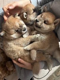 Cuccioli di Shiba con pedigree
