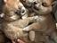 Immagine 1
