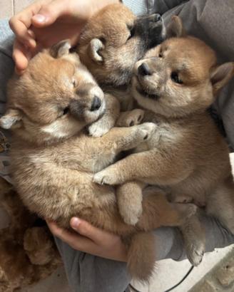 Cuccioli di Shiba con pedigree