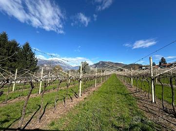 TER. AGRICOLO A TRENTO