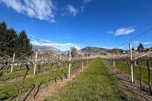 TER. AGRICOLO A TRENTO