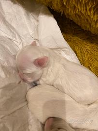 Maltesi cuccioli