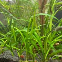 Sagittaria subulata pianta per acquario