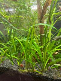 Sagittaria subulata pianta per acquario