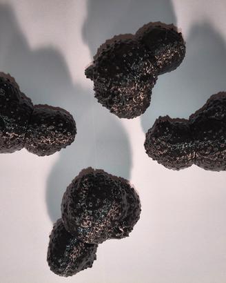 addestramento cani da tartufo kit da 4 pezzi 