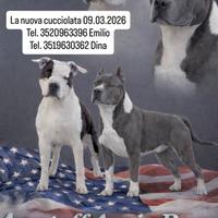 Cuccioli Amstaff Blue