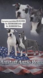 Cuccioli Amstaff Blue