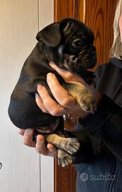 Bulldog francese disponibili