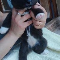 Cuccioli akita inu