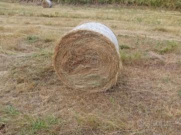 Rotolono erba medica primo taglio