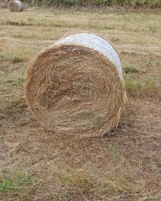 Rotolono erba medica primo taglio