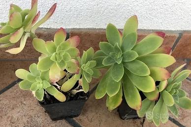 Piante di Sedum palmieri cactus grasse
