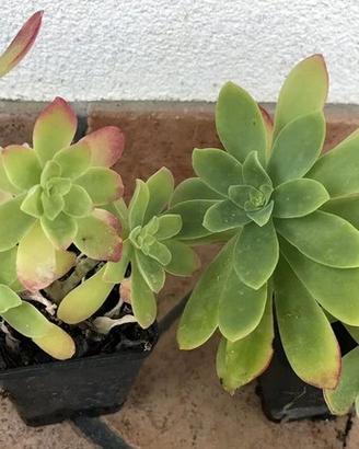 Piante di Sedum palmieri cactus grasse