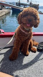 Barboncino Nano Red per monta