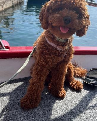 Barboncino Nano Red per monta