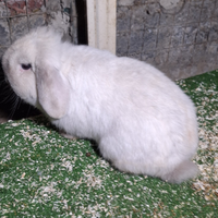 Conigli nani Minilop