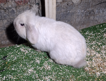 Conigli nani Minilop