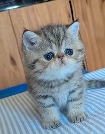 Gatto persiano chinchillà Exotic