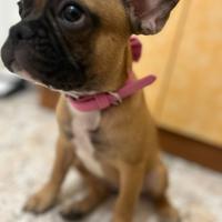Bulldog francese