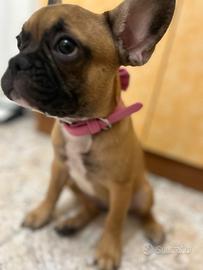 Bulldog francese