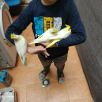 Pappagalli addestrati e riproduttori da gabbia