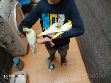 Pappagalli addestrati e riproduttori da gabbia