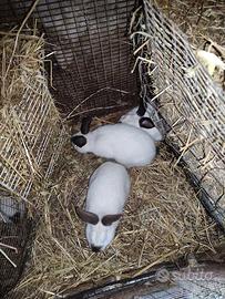 Conigli californiani