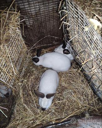 Conigli californiani