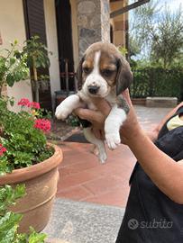 Cuccioli di beagle