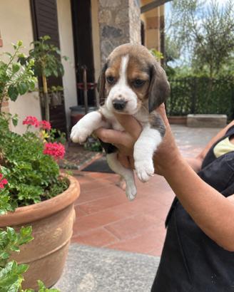 Cuccioli di beagle