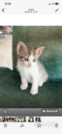 Gattini