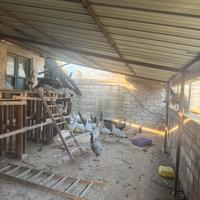 Pavoni giovani e adulti