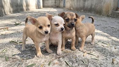 Cuccioli di Pincher Nano 🐾