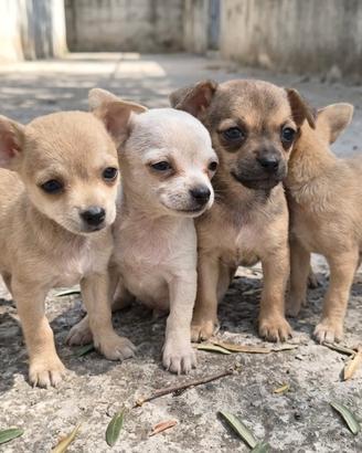 Cuccioli di Pincher Nano 🐾