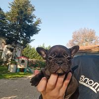 Cuccioli bulldog francese