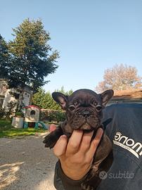 Cuccioli bulldog francese