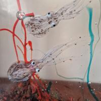 Acquario in vetro di Murano 